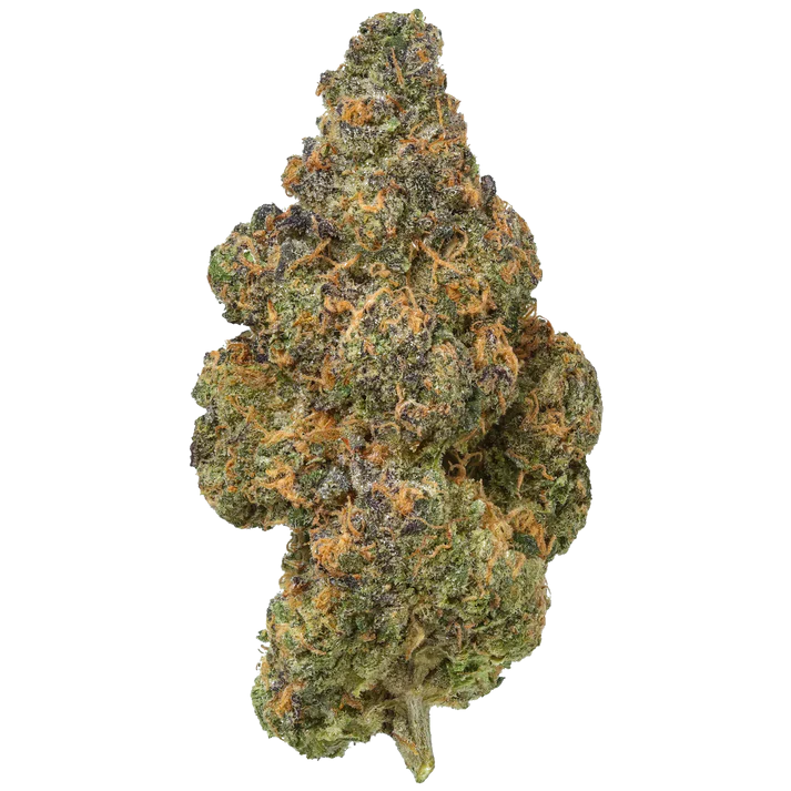 Premium THCA Flower Black Maple (H) 27.2% THCA / 7G